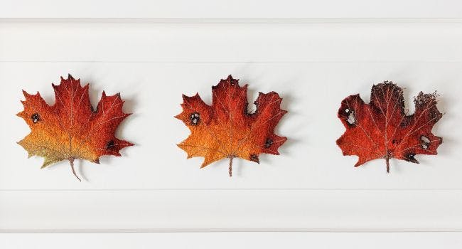 Maple Leaf Cycle by Itamar Yehiel